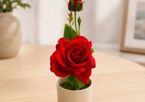 Planta Rosa